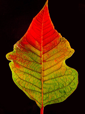 Poinsetta Leaf (2644)