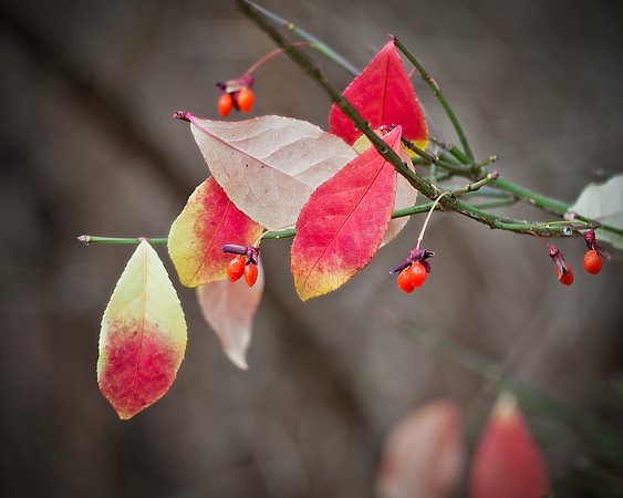 Last of the Berries (Vig)