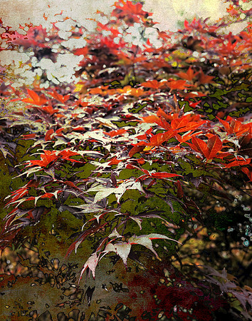 Red Summer Oak (04451)