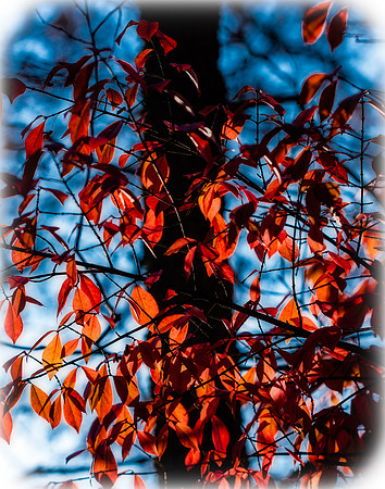 Morning Light (8026)