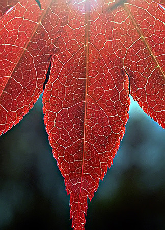Michigan - Spring Red Leaf