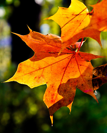 Autumn Sunlight