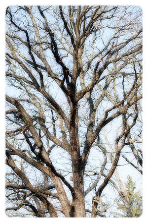 A Fall Tree (8008)