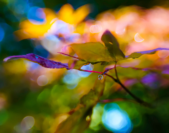Water Droplet (03290)