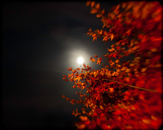 Tree Reaching for the Moon
