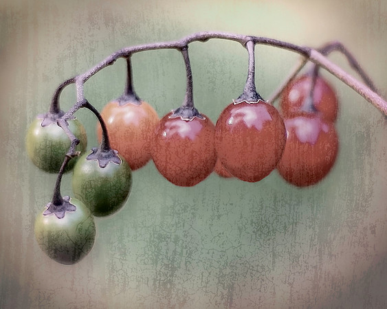 Berries, Ripened (02344)