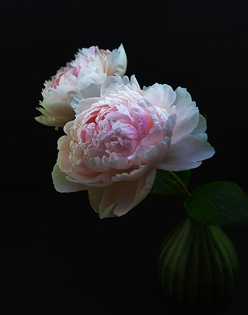 Pink Peonies