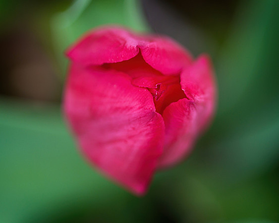 Bokeh Tulip