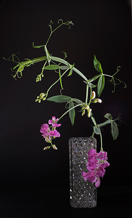 Botanical