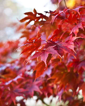 Autumn Red