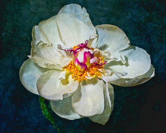 Open Peony