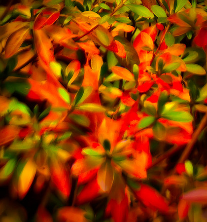 Dream of Autumn