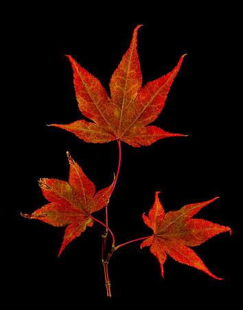 Fall Leaves, a Series (7036)