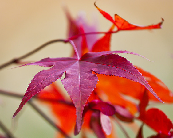 Maroon Leaf