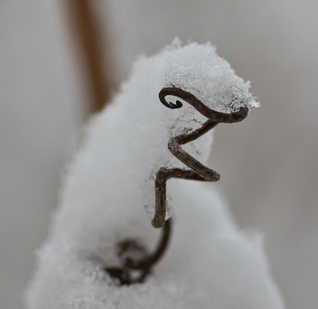 Twisted Vine with Snow (enlarged) (2017)
