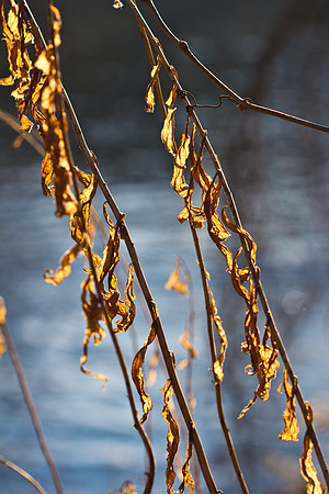Winter Leaves.-1944