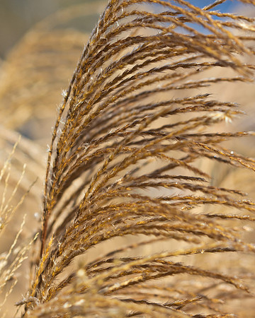 Long Grass in Winter Sun.-1975