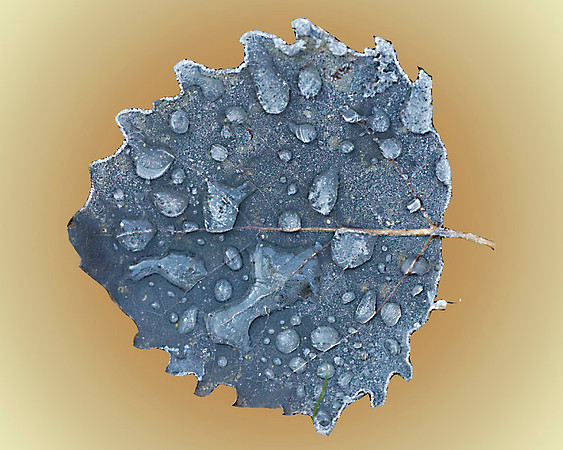 Ice & Frost (7605)