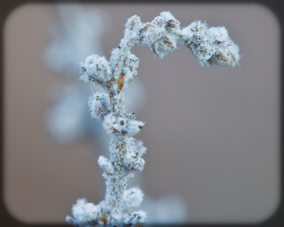 Fuzzy Frost Survivor.-32