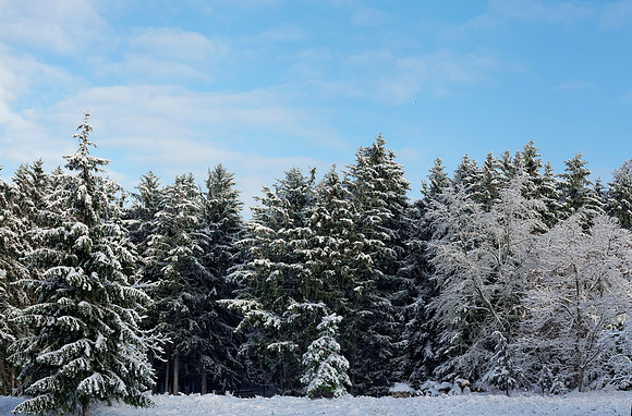 Winter Pines. (0103)