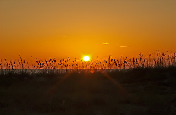 Dune Grass