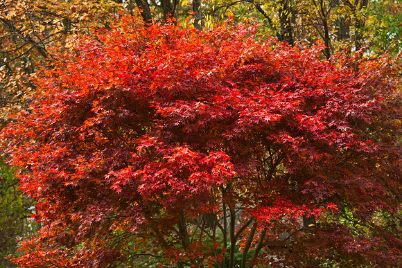 Red Maple